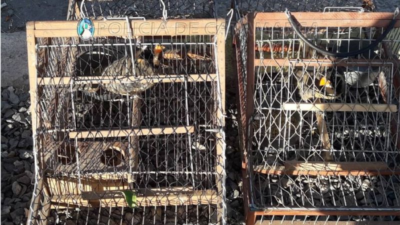 Secuestran vehículos, aves canoras y tramperas