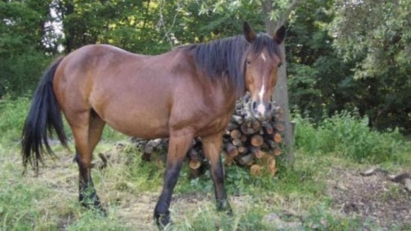 Asistieron a un hombre que cayó de un caballo en Valle Viejo