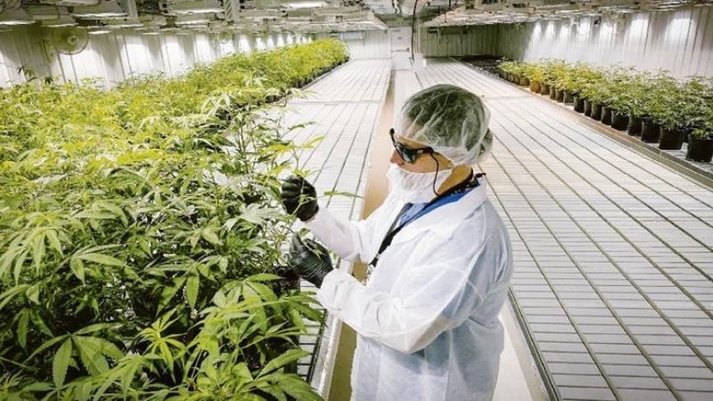 El cannabis ya cotiza en Wall Street mejor que el oro y el bitcoin