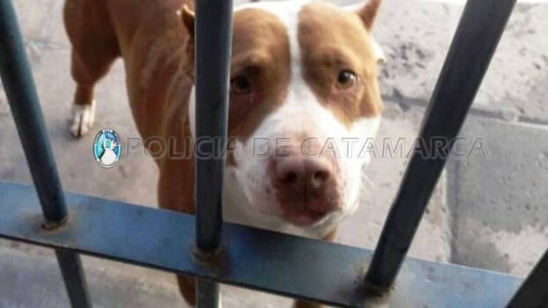 Secuestran un perro Pitbull que estaba en una escuela
