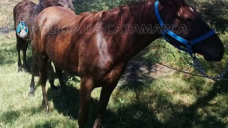 Secuestran animales sueltos en Fray Mamerto Esquiú