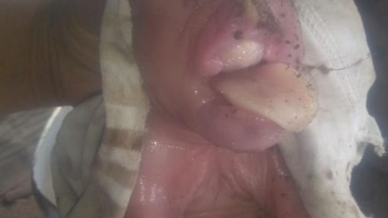 Conmoción por el nacimiento de un cerdo con rostro ¿humano?