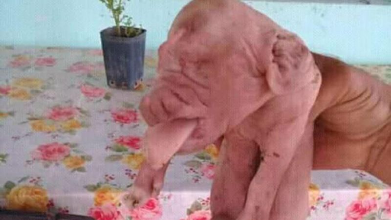 Conmoción por el nacimiento de un cerdo con rostro ¿humano?