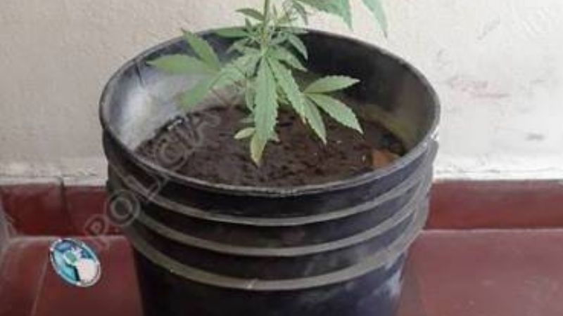Secuestran una planta de marihuana