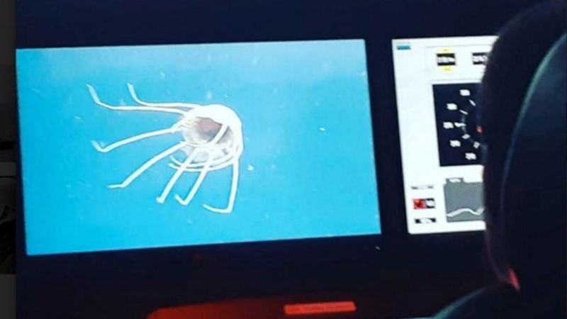 Submarino ARA San Juan: hallaron dos nuevas pistas