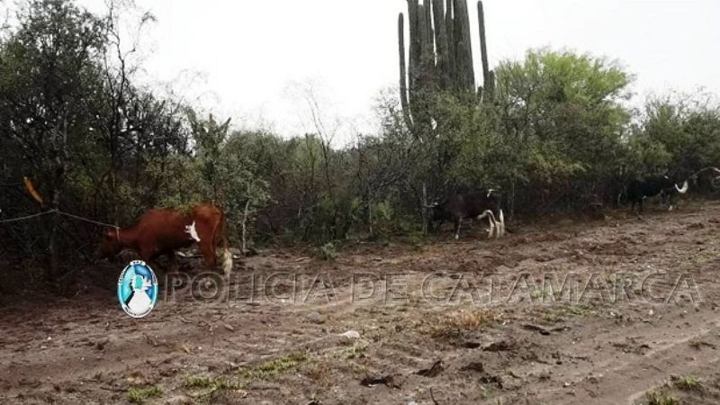 Secuestran animales sueltos