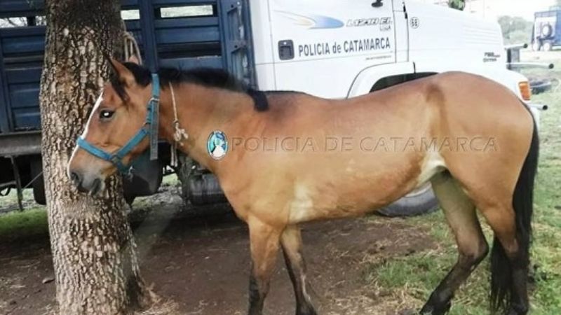 Secuestran animales sueltos