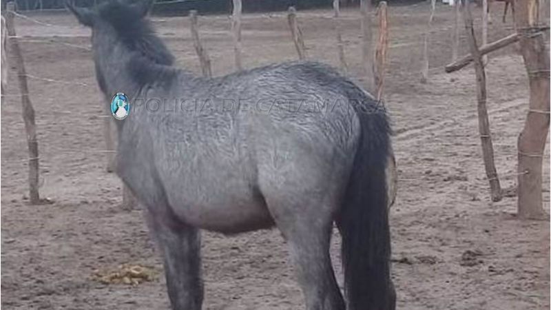 Secuestran animales sueltos en la Av. Circunvalación