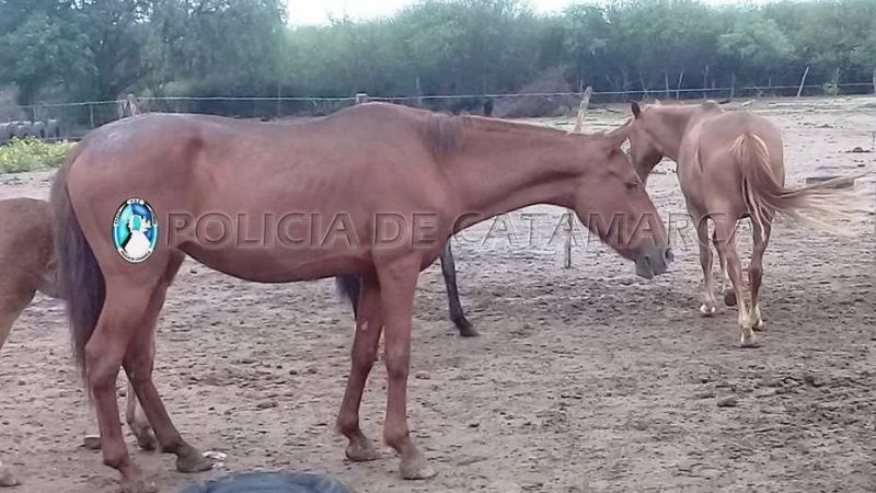 Secuestran animales sueltos en la Av. Circunvalación