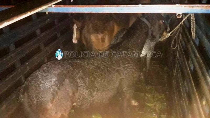 Secuestran animales sueltos en la Av. Circunvalación