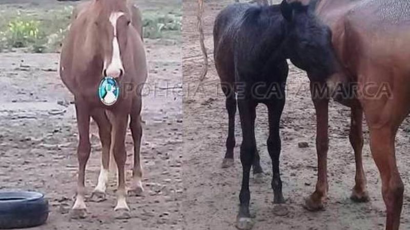 Secuestran animales sueltos en la Av. Circunvalación