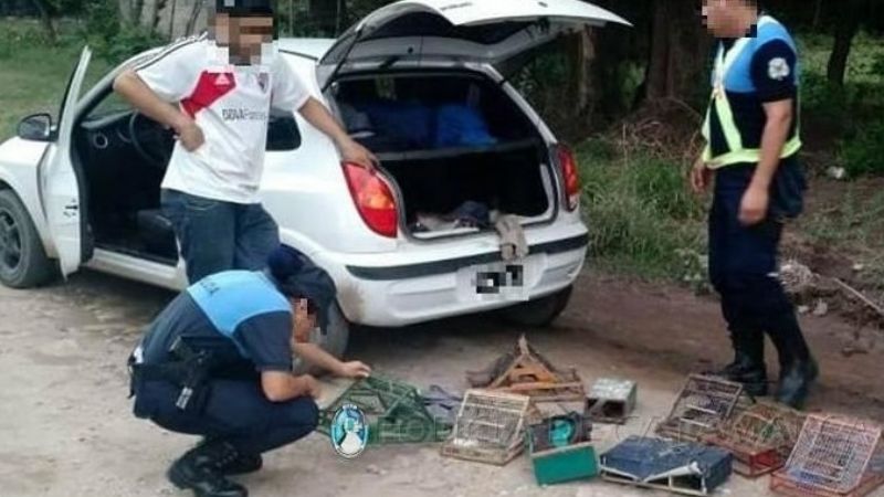 Secuestran aves canoras en Capayán