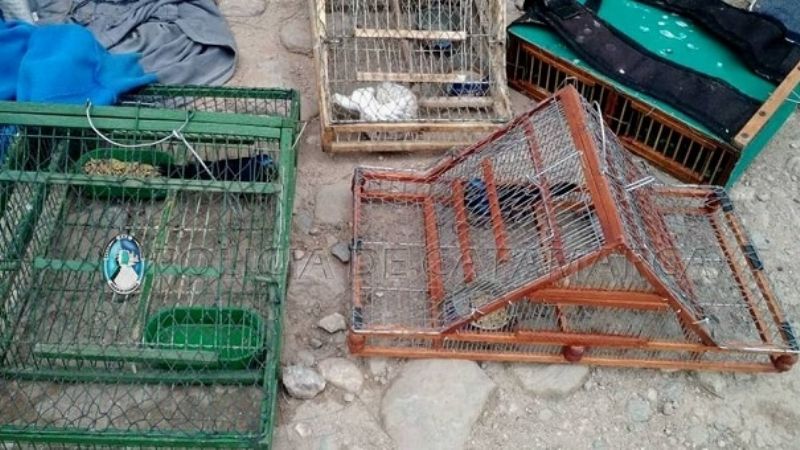 Secuestran aves canoras en Capayán