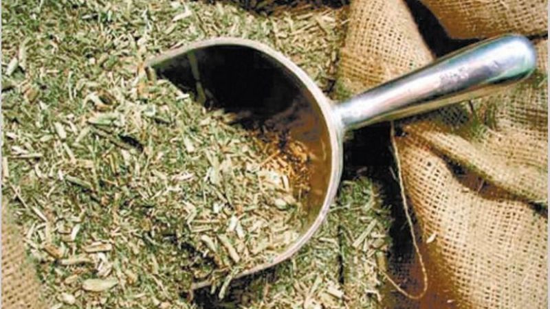 Aumentó 3,5% el consumo de yerba mate