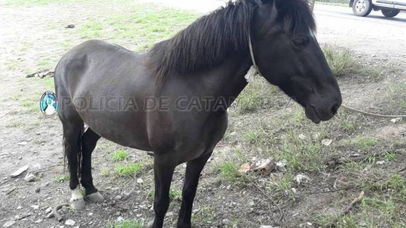 Secuestran un caballo en un puesto caminero de Valle Viejo