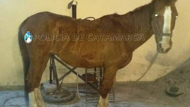 Le robaron un caballo y lo encontraron en el Río del Valle