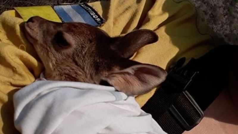 Rescatan a una corzuela de un incendio de pastizales