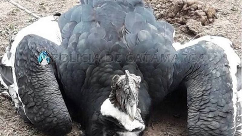 Resguardan un cóndor andino