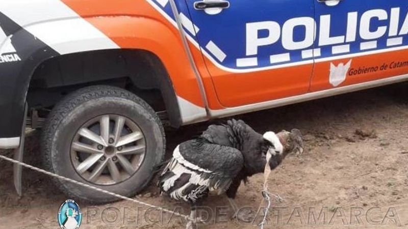 Resguardan un cóndor andino