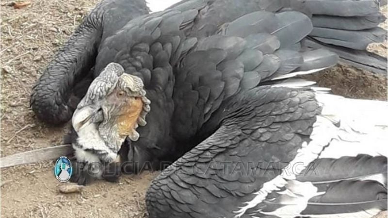 Resguardan un cóndor andino