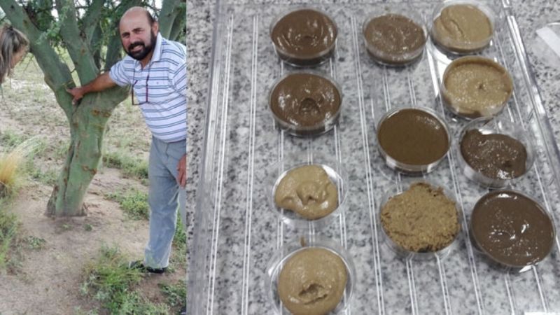 Cuando el Chañar se lastima, llora “caramelo del monte”