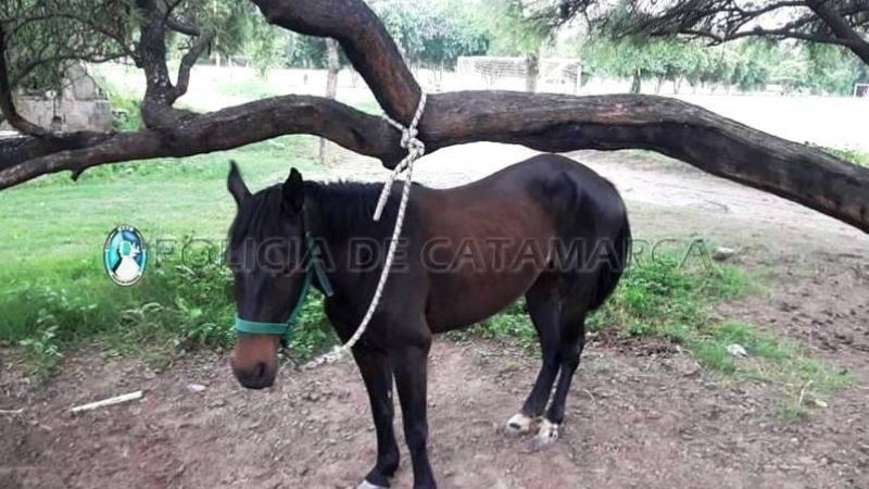 Secuestran dos animales sueltos en Valle Chico