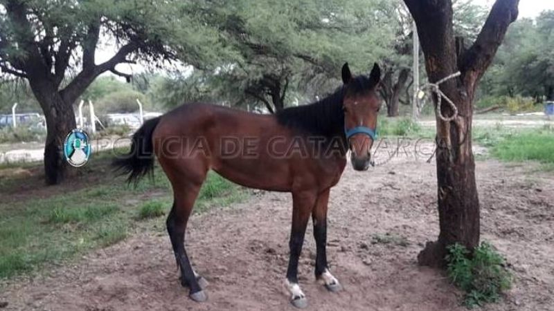 Secuestran dos animales sueltos en Valle Chico