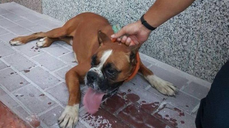 Un perro Boxer mordió a un hombre en La Alameda