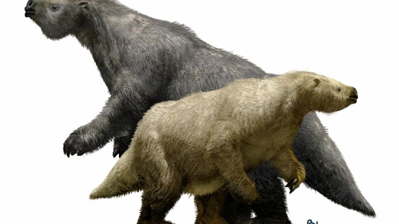 Descubren restos de una especie enana de megaterio