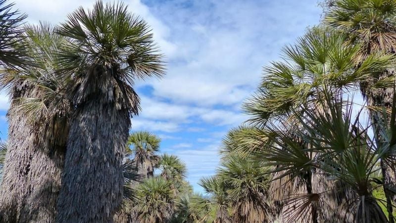 ¿Conocías el bosque con palmeras en Catamarca?