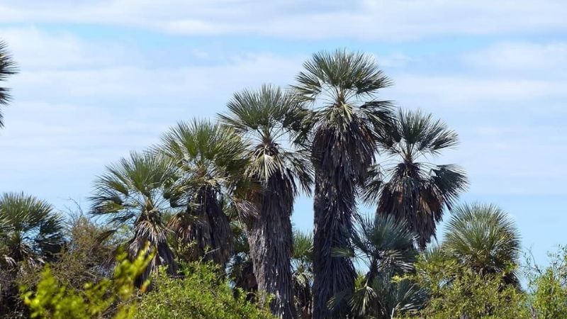 ¿Conocías el bosque con palmeras en Catamarca?