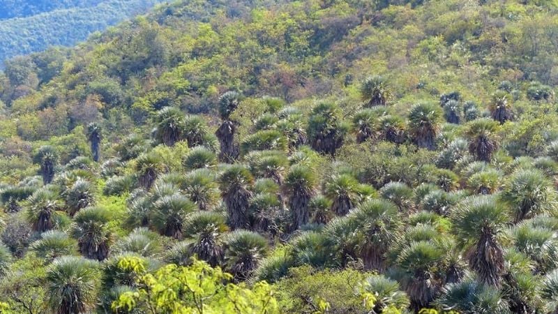 ¿Conocías el bosque con palmeras en Catamarca?