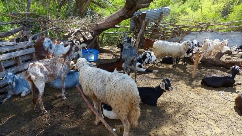 ¿Conocías el bosque con palmeras en Catamarca?