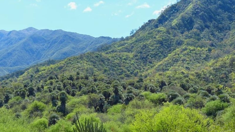 ¿Conocías el bosque con palmeras en Catamarca?