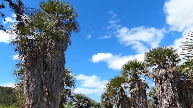 ¿Conocías el bosque con palmeras en Catamarca?