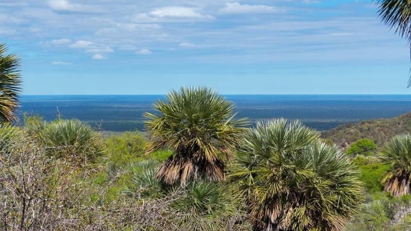 ¿Conocías el bosque con palmeras en Catamarca?