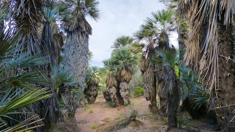 ¿Conocías el bosque con palmeras en Catamarca?