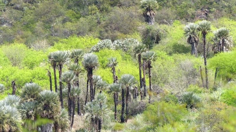 ¿Conocías el bosque con palmeras en Catamarca?