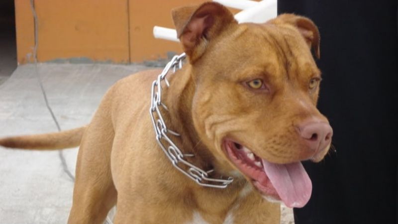 Una mujer fue atacada por un Pitbull en la calle