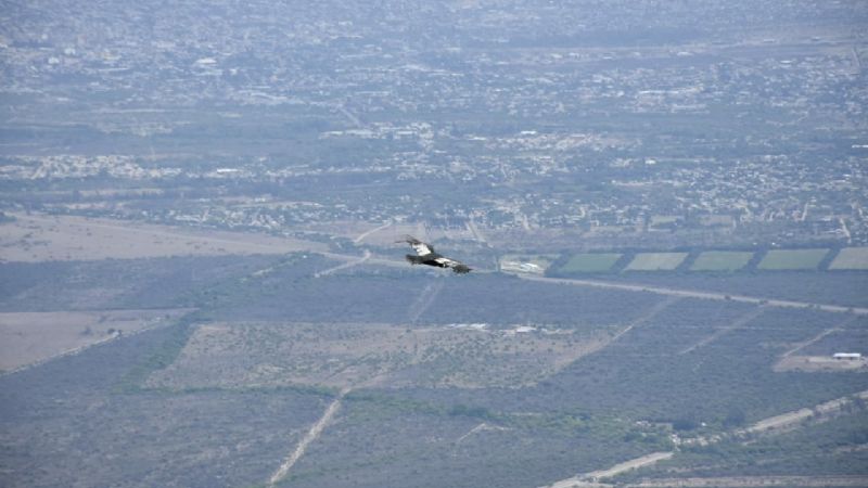 Liberan el cóndor encontrado en Chuchucaruana