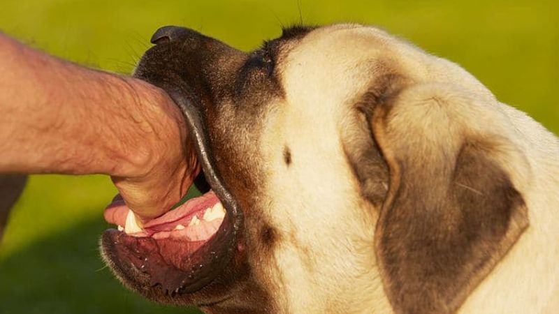 Otra persona lesionada al ser atacada por un perro