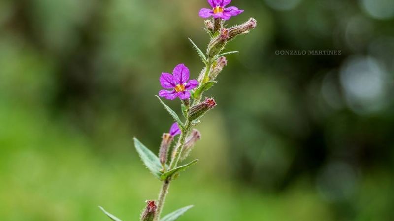Una maravilla natural poco conocida en Catamarca