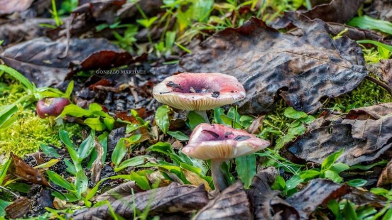 Una maravilla natural poco conocida en Catamarca