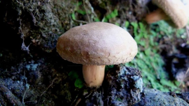 Una maravilla natural poco conocida en Catamarca