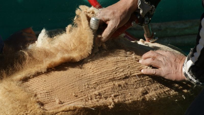 Se concretó la primera esquila de vicuñas en silvestría de la temporada