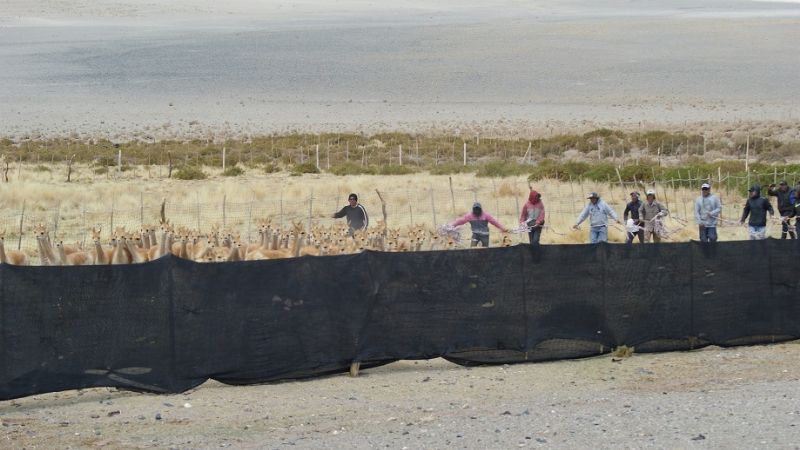 Se concretó la primera esquila de vicuñas en silvestría de la temporada