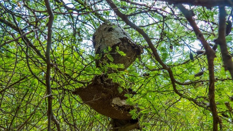 Una maravilla tan cercana como escondida