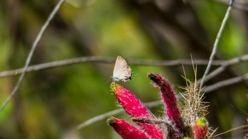 Una maravilla tan cercana como escondida