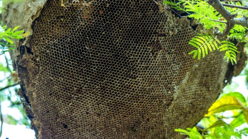 Una maravilla tan cercana como escondida