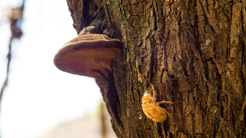 Una maravilla tan cercana como escondida